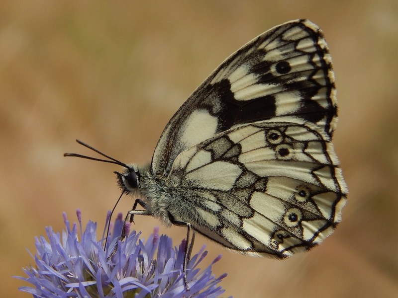 Melanargia galathea puntuale all''appuntamento